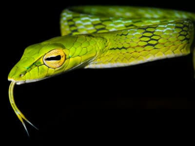 Asian Vine Snake Picture