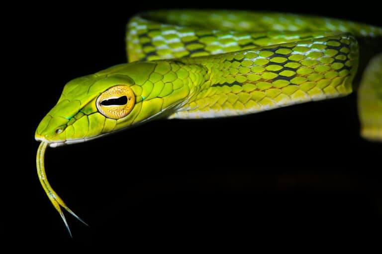 A bright, neon green Asian vine snake flicks its tongue