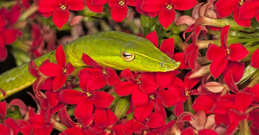 A bright-green Asian vine snake among bright red flowers