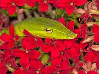 A Vine Snake Quiz: Find Out How Much You Know!