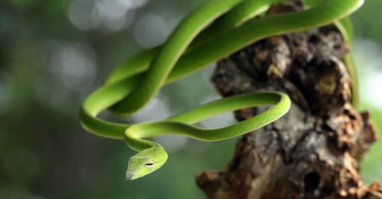 An Asian vine snake hangs from a tree branch
