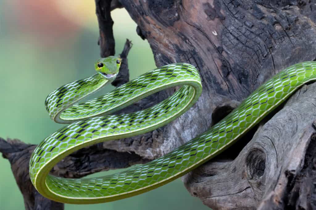 A front view of an Asian vine snake in a tree