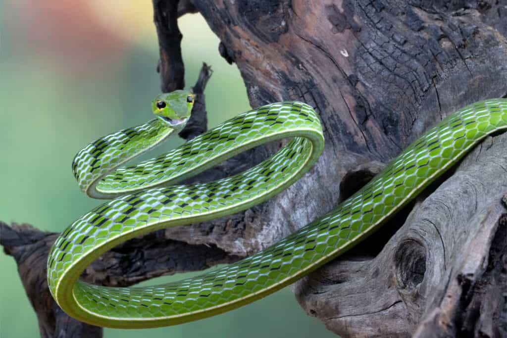 snake front view