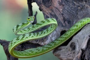 10 Stunning Reptile Facts You Must Read! Picture