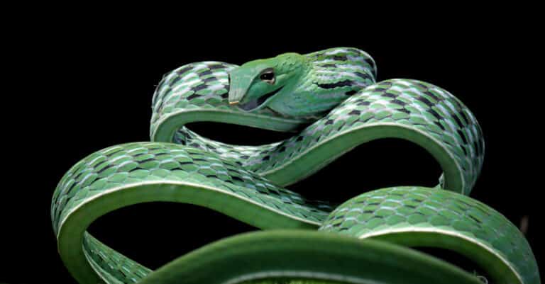 An Asian vine snake on a black background