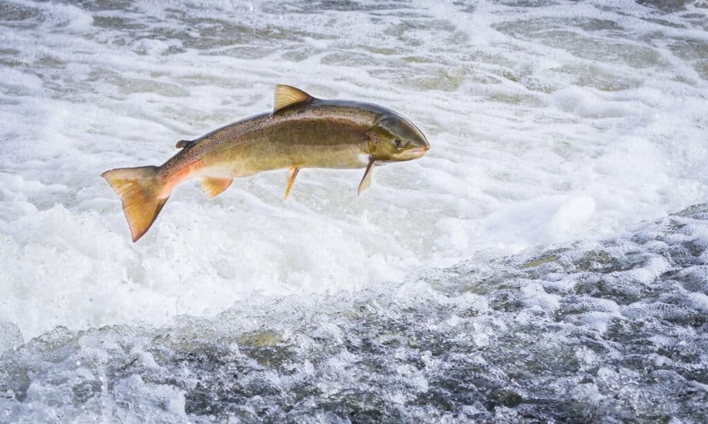 An Atlantic salmon leaps upstream to reach its spawning grounds