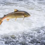 Atlantic salmon