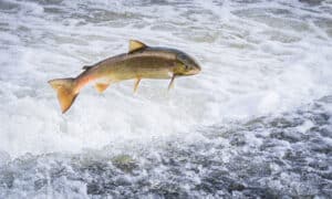 Are there Salmon in the Great Lakes? Picture