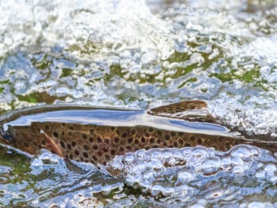 A Atlantic Salmon