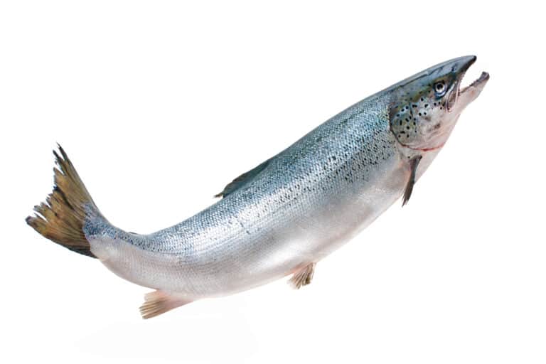 Atlantic salmon on white background