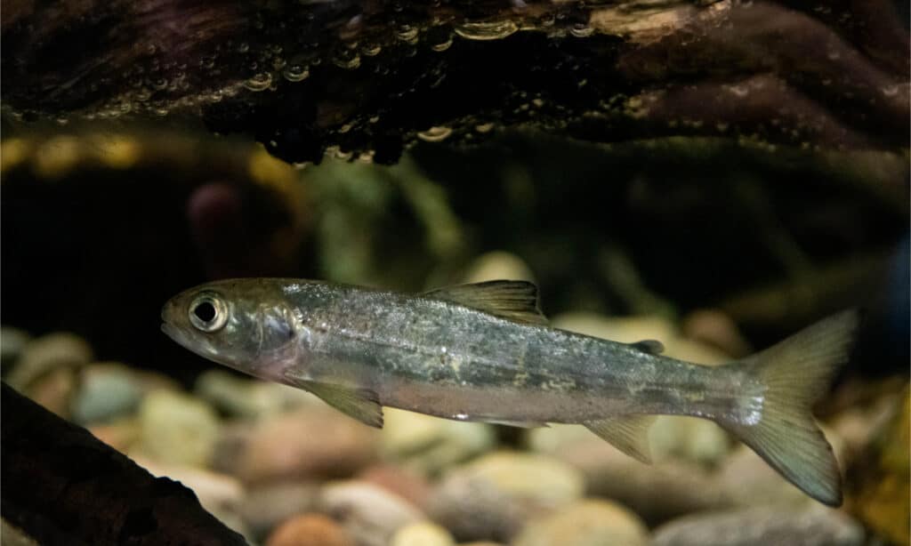 An Atlantic salmon smolt (young)