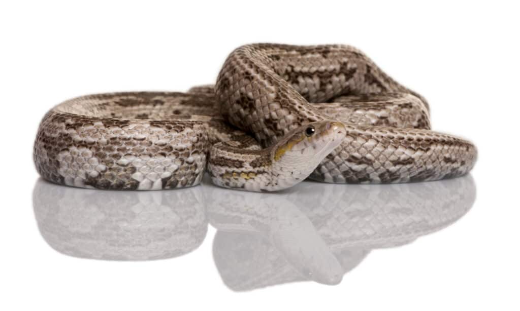 A Barid's Rat Snake coiled against a white background