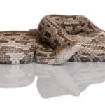 Baird's rat snake