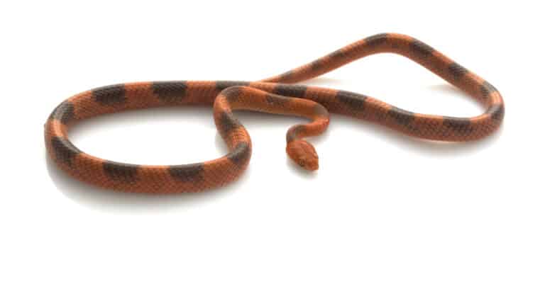 A banded cat-eyed snake slithers on a white background