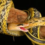 Chinese Beauty Snake