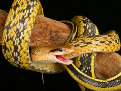A Beauty rat snake