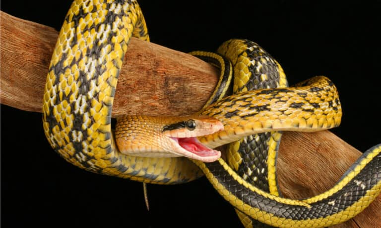 Taiwan Beauty Snake coiled along a bring in a tree. This constrictor catch and eat rodents.