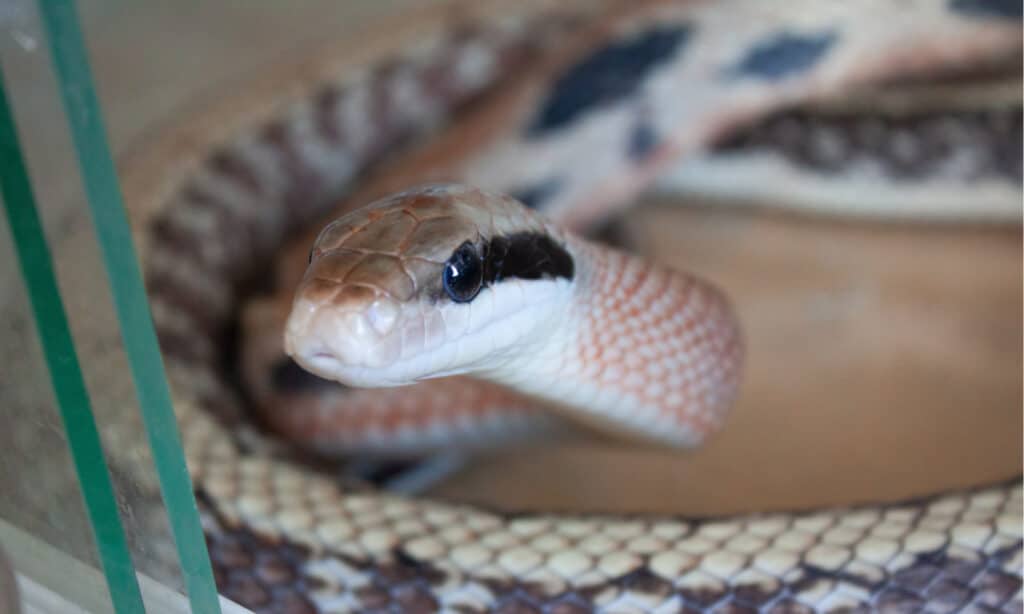 Close-up view of a Beauty rat snake in captivity. It is a long, thin, semi-arboreal species of snake.