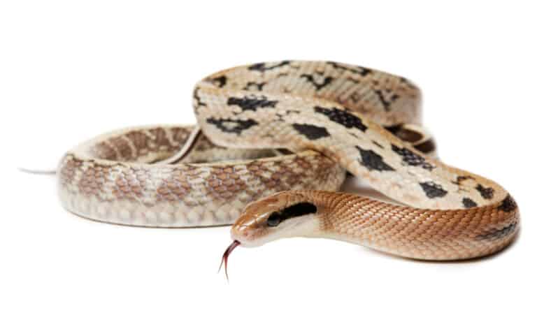 Beauty Rat Snake isolated on white background.