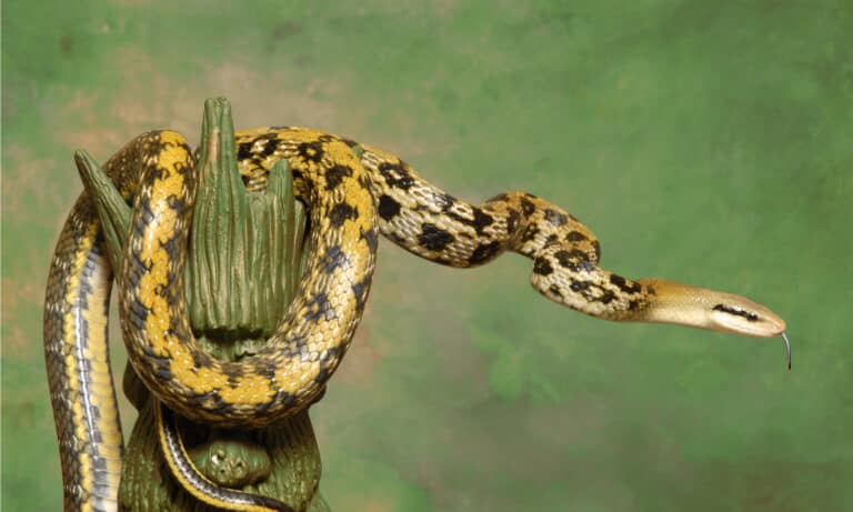 The body of the beauty rat snake ranges from yellowish-brown to an olive green hue, though the tail is darker than the head.