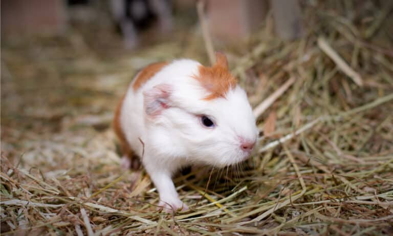 Bedding for guinea pigs