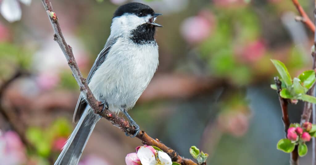 A Black-Capped Chickadee sings on a flower-covered branch