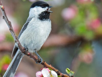 A Discover The 12 Most Beautiful Birds In Minnesota