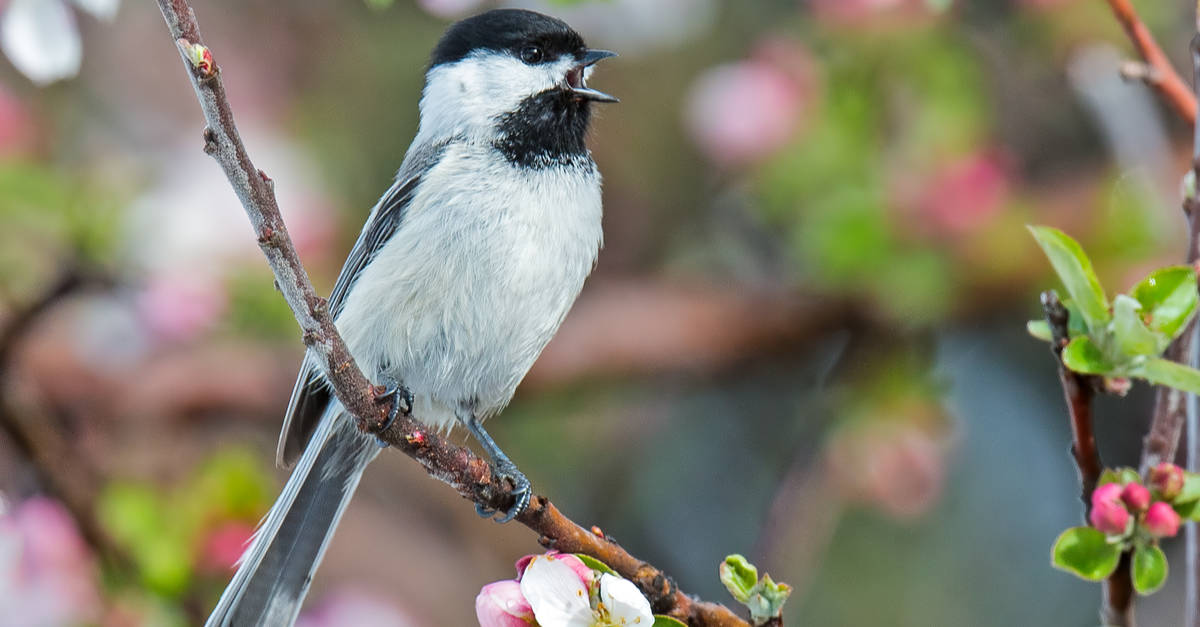 Discover The 12 Most Beautiful Birds In Minnesota