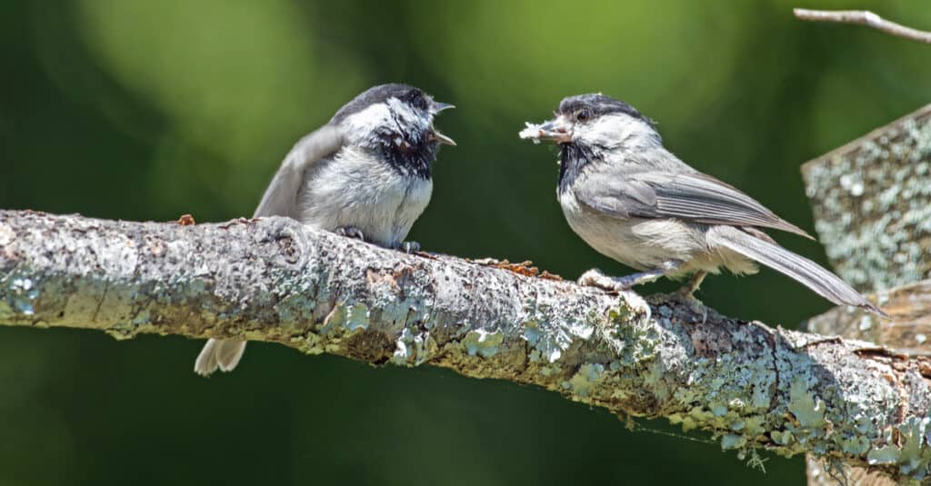 A Black-Capped Chickadee feeds its chick on a branch