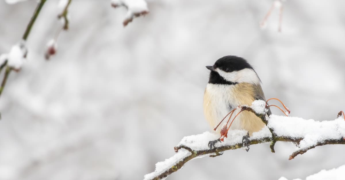 A Black-Capped Chickadee sits on a snowy branch