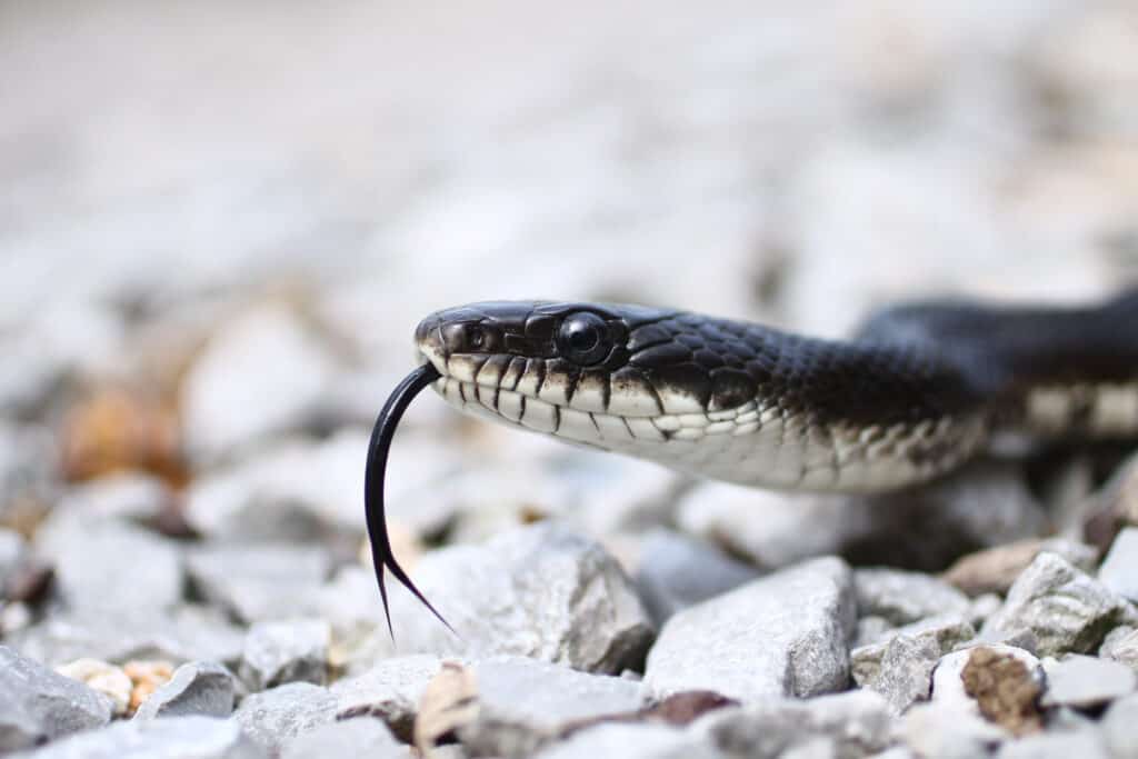 A black rat snake flicks its tongue