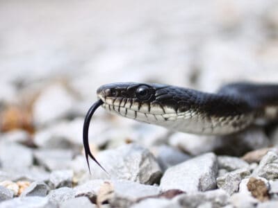 A Black Rat Snake
