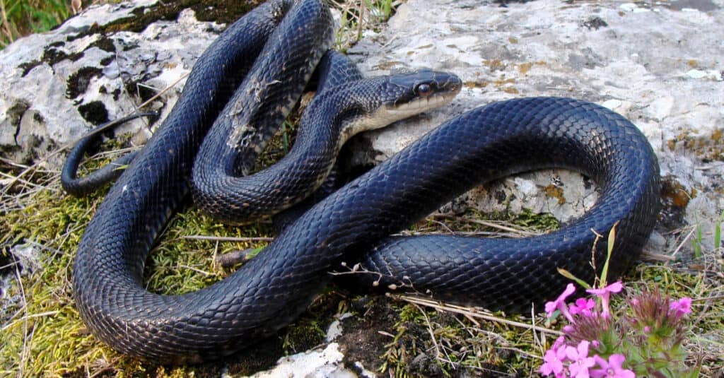 Một con rắn đen chuột trưởng thành đỉnh trên một tảng đá