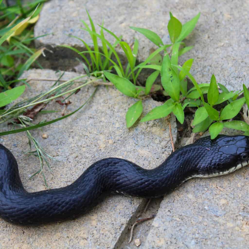 A black rat snake on stepping stones
