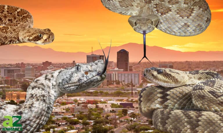 rattlesnakes in Arizona