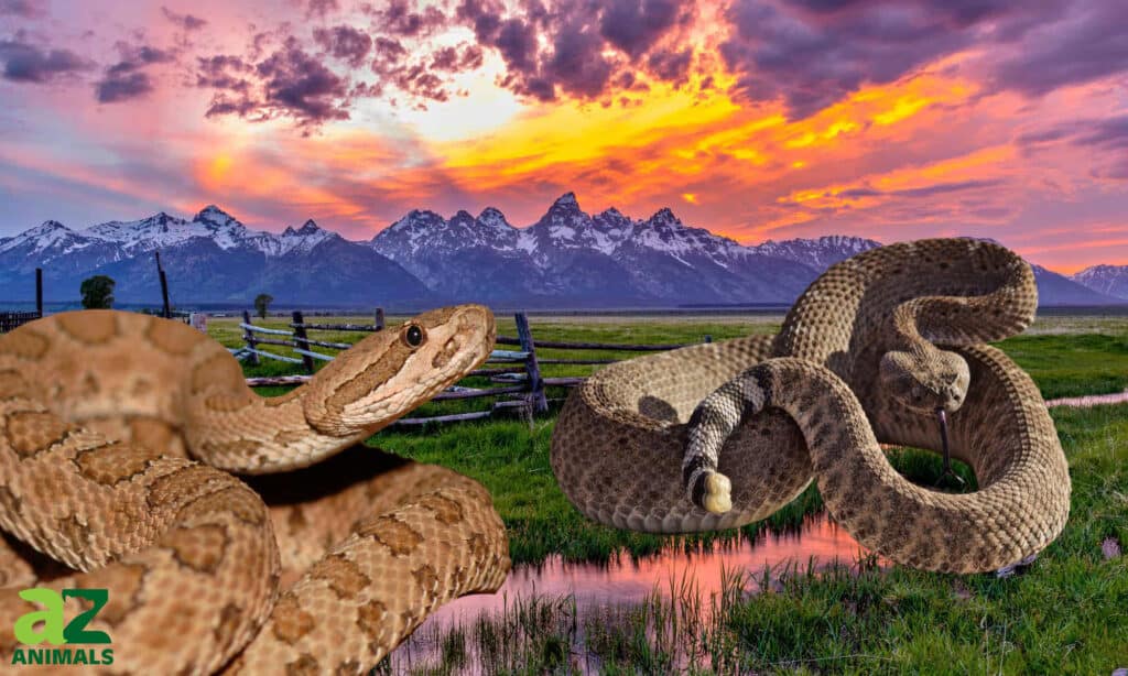 rattlesnakes in Wyoming