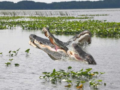 A The 10 Most Alligator Infested Lakes in the United States