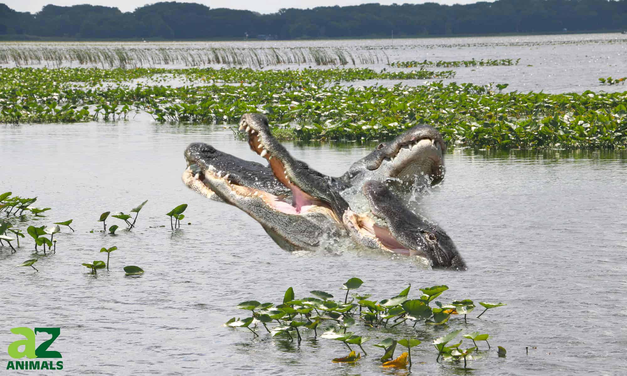 alligator infested lake