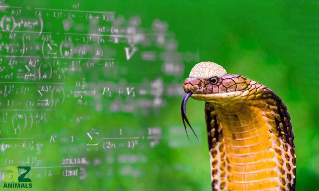 Smartest snake in the world