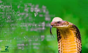 Meet the Smartest Snake in the World: King Cobras Picture