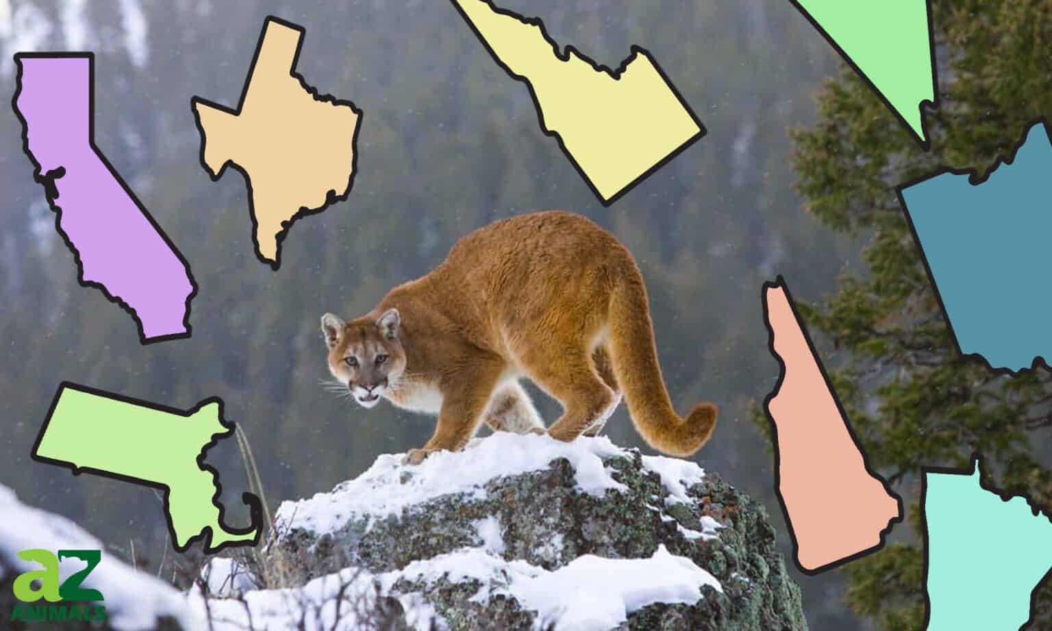 Mountain Lion (Cougar) Population by State in 2024 AZ Animals