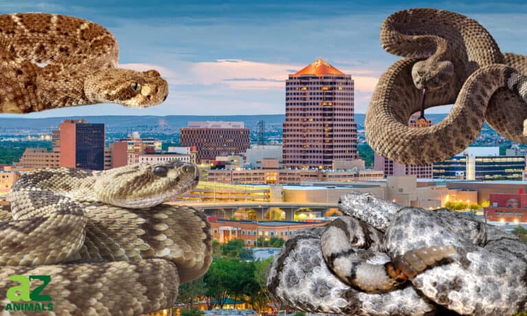 rattlesnakes in New Mexico