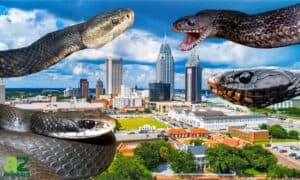8 Black Snakes In Alabama: Look Out! Picture