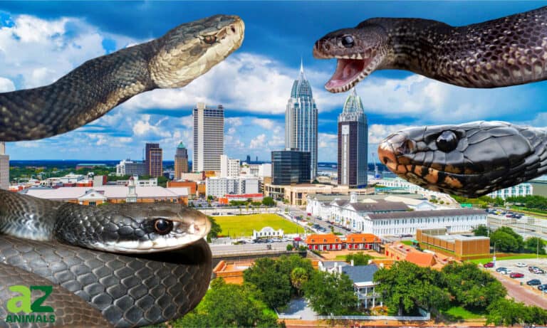 black snakes in Alabama