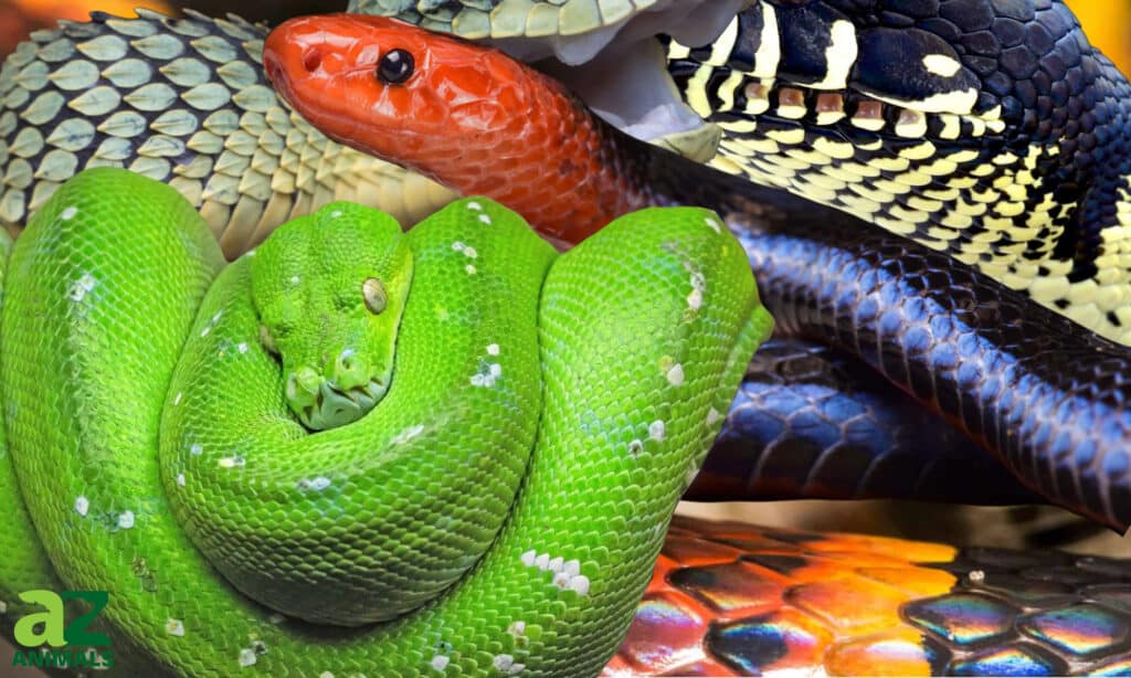 Snakes with cool patterns