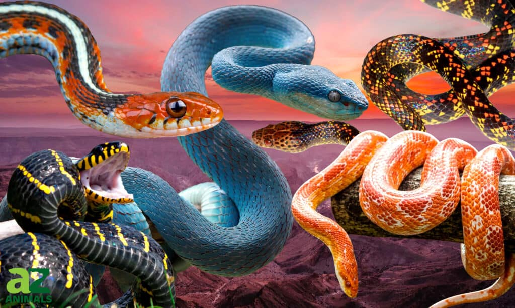 snakes species collage