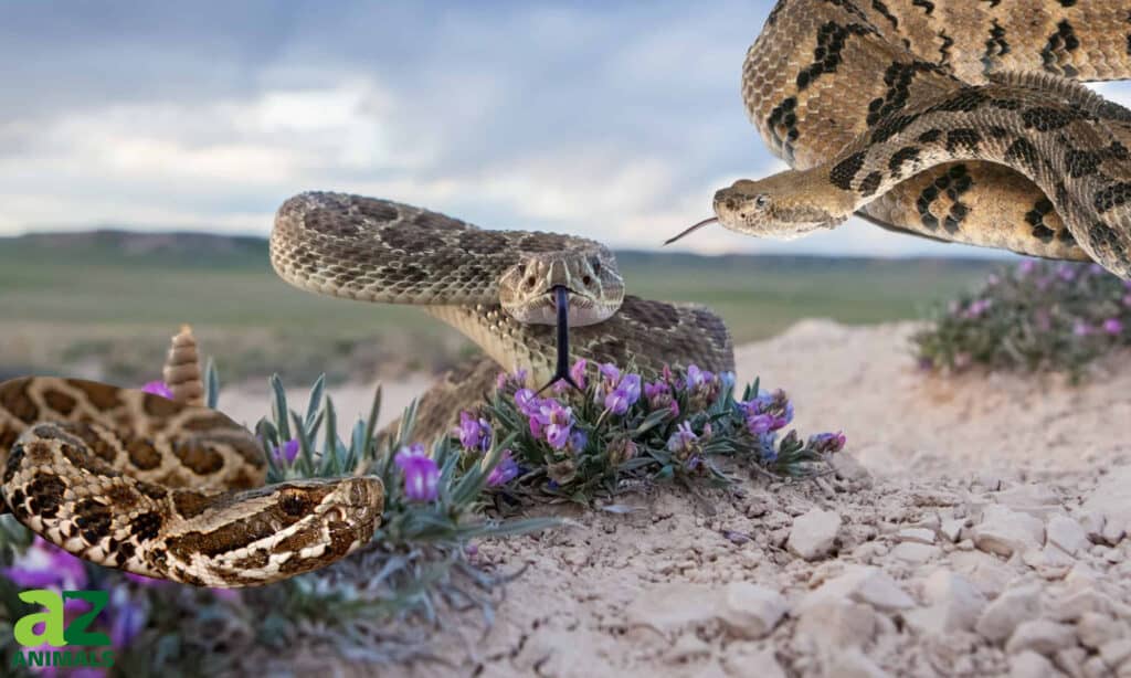 Three types of rattlesnakes in Nebraska