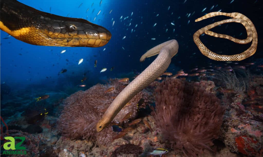 Giant sea snakes