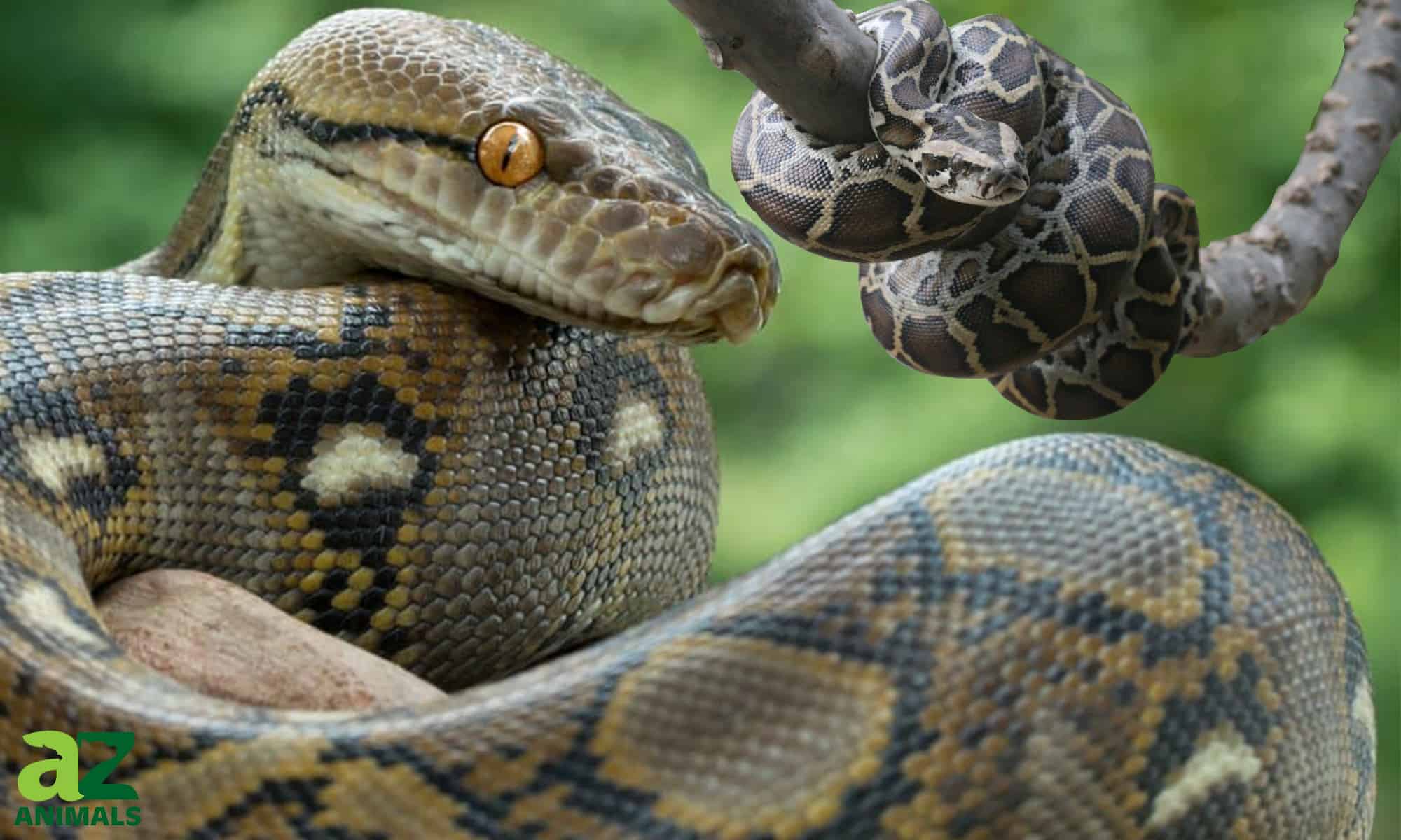 Scary Moment Family Discovers Two Large Pythons In The Ceiling Of Thier ...