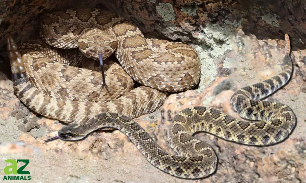 two types of rattlesnakes in Oregon